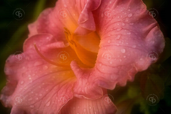 Pink salmon color asiatic day lily flowers in a dreamy fog setting after a misty summer rain