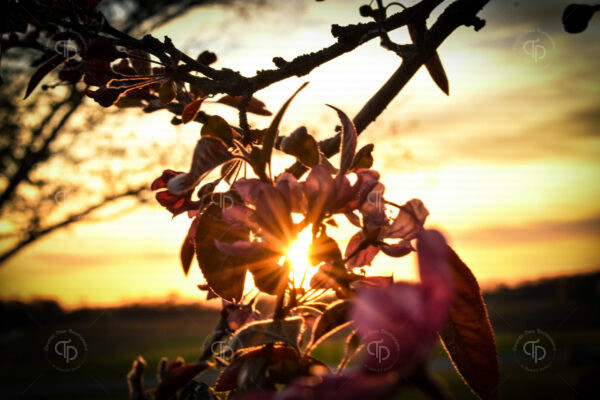 Pink flowers on a flowering crab apple tree in spring bloom in Indiana at sunset showing a sunburst shine thru among the flower petals