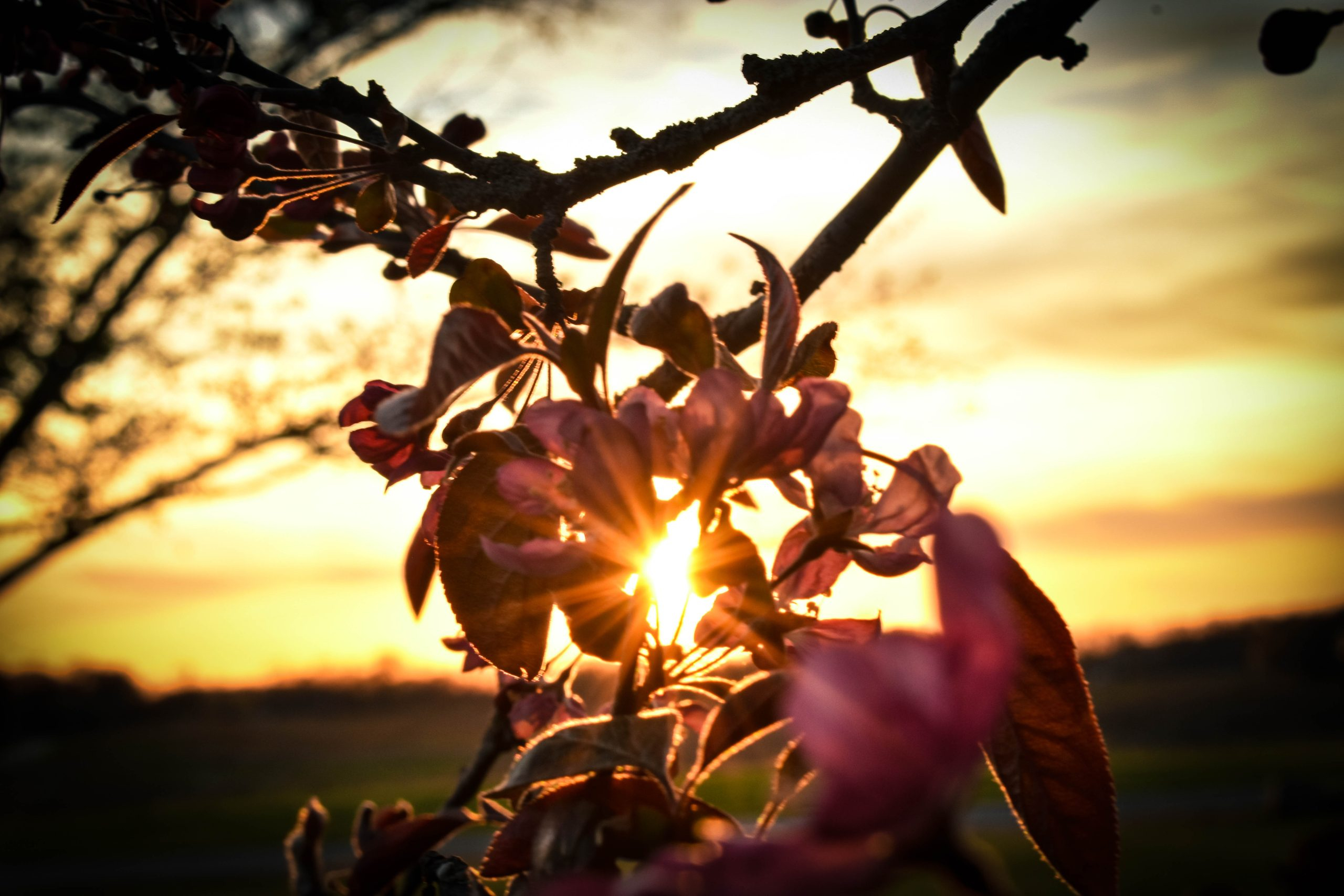Pink flowers on a flowering crab apple tree in spring bloom in Indiana at sunset showing a sunburst shine thru among the flower petals