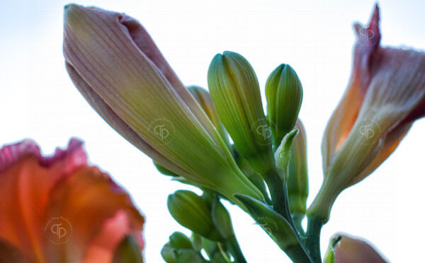 Green stems and buds of pink salmon color asiatic day lily flowers after a misty summer rain