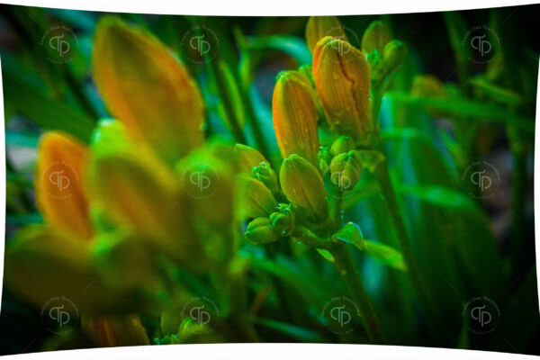 Green stems and buds of pink salmon color asiatic day lily flowers in a dreamy fog setting after a misty summer rain