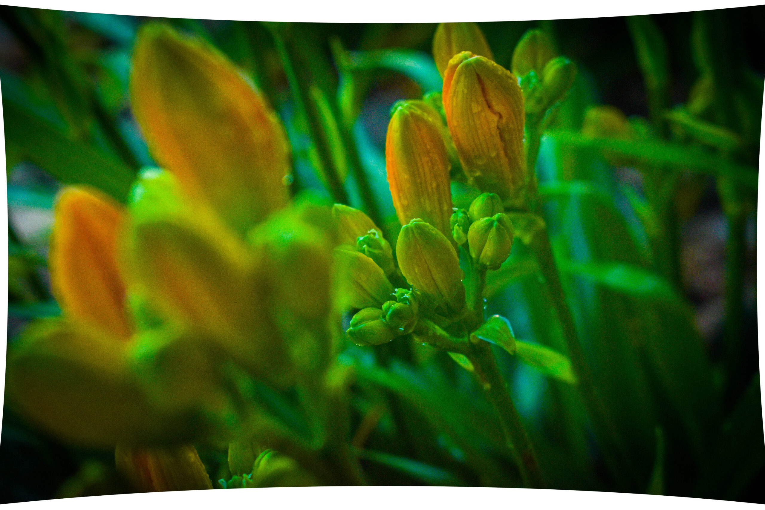 Green stems and buds of pink salmon color asiatic day lily flowers in a dreamy fog setting after a misty summer rain