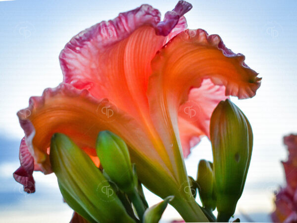 Close up floral photography of the underneath side of a pink salmon color day lily with raindrops on the petals and green buds waiting to bloom on a late summer evening after a rain shower