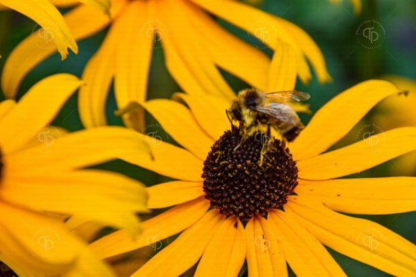 bright yellow rudbeckia black eyed susan conflower perennial plant with a daisy like flower and raised black brown central disc also known as the herb echinacea is a great place for a big bumblebee to feed and do its job as a pollinator collecting nectar and pollen the large bee is found in the center for the flower