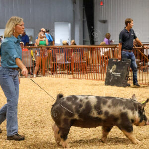 Old Timer's 4H Swine Show
