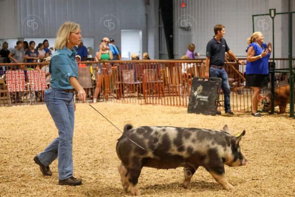 Old Timer's 4H Swine Show