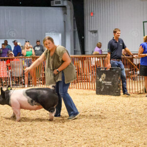 Old Timer's 4-H Swine Show