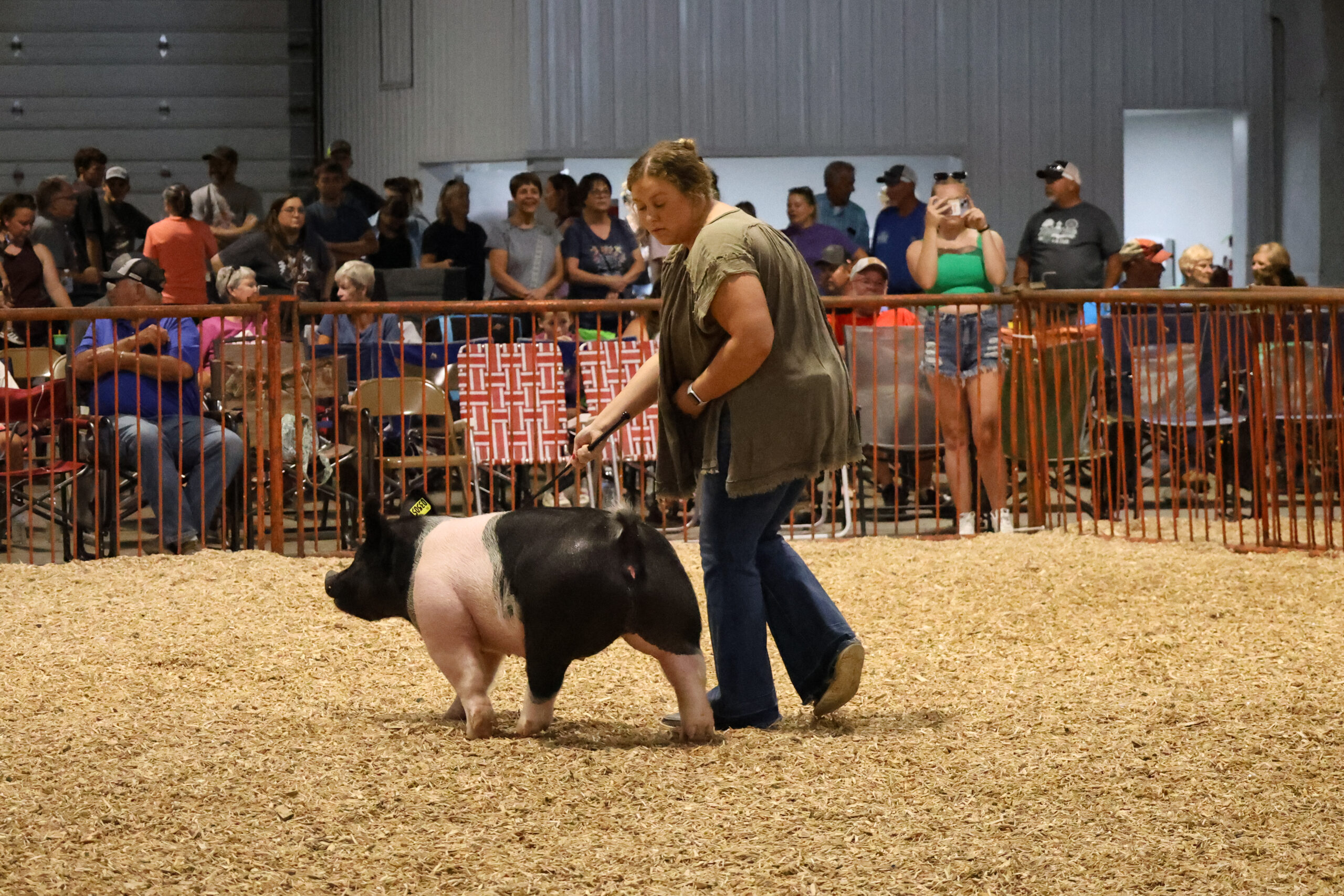 Old Timer's 4-H Swine Show