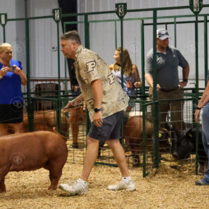 Old Timer's 4-H Swine Show