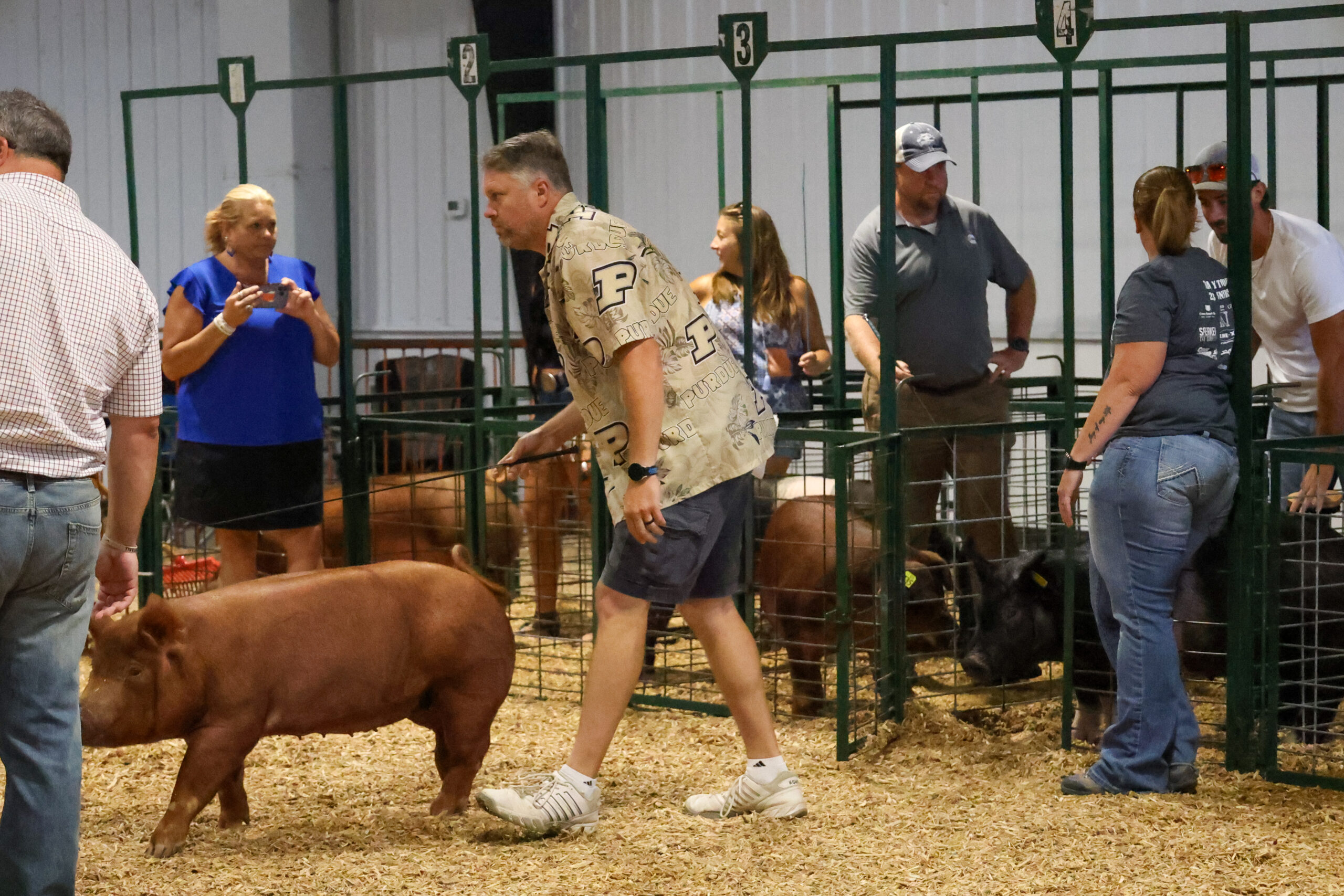 Old Timer's 4-H Swine Show