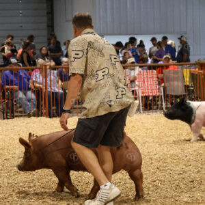 Old Timer's 4-H Swine Show