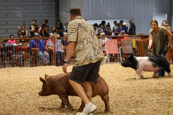 Old Timer's 4-H Swine Show