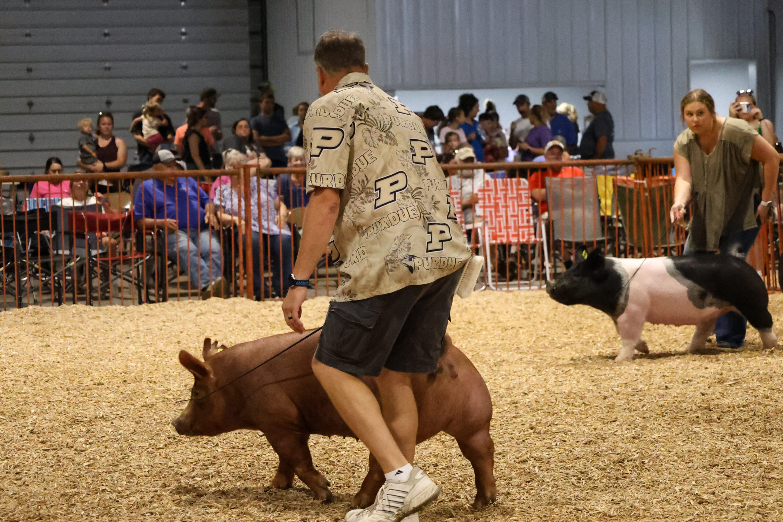Old Timer's 4-H Swine Show