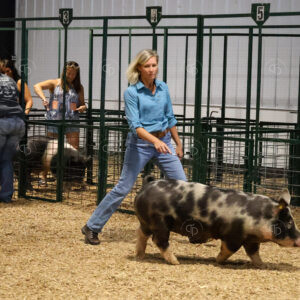 Old Timer's 4-H Swine Show