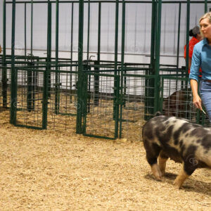 Old Timer's 4-H Swine Show