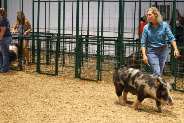 Old Timer's 4-H Swine Show