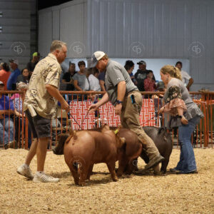 Old Timer's 4-H Swine Show