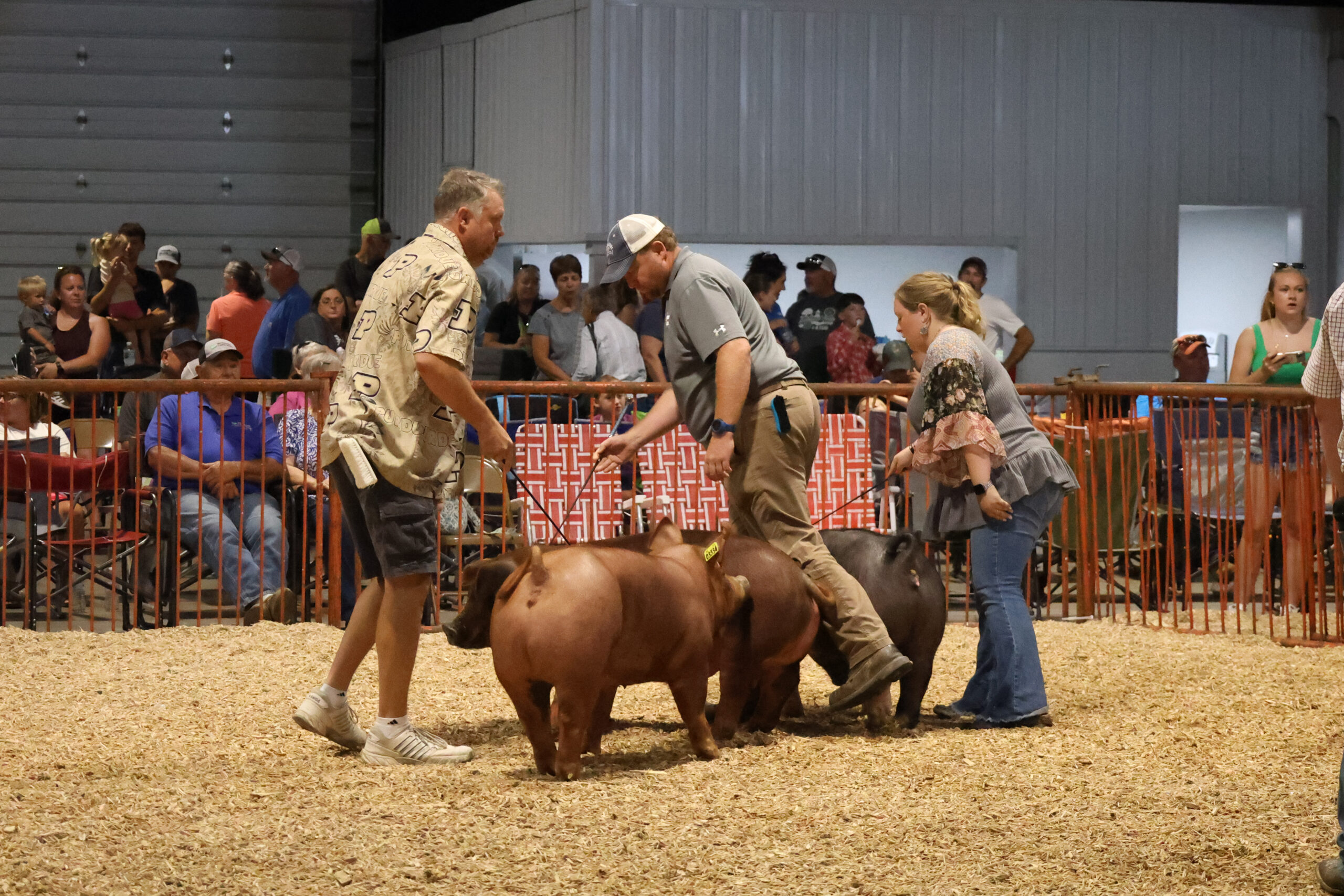 Old Timer's 4-H Swine Show
