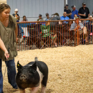 Old Timer's 4-H Swine Show