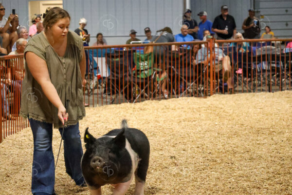 Old Timer's 4-H Swine Show