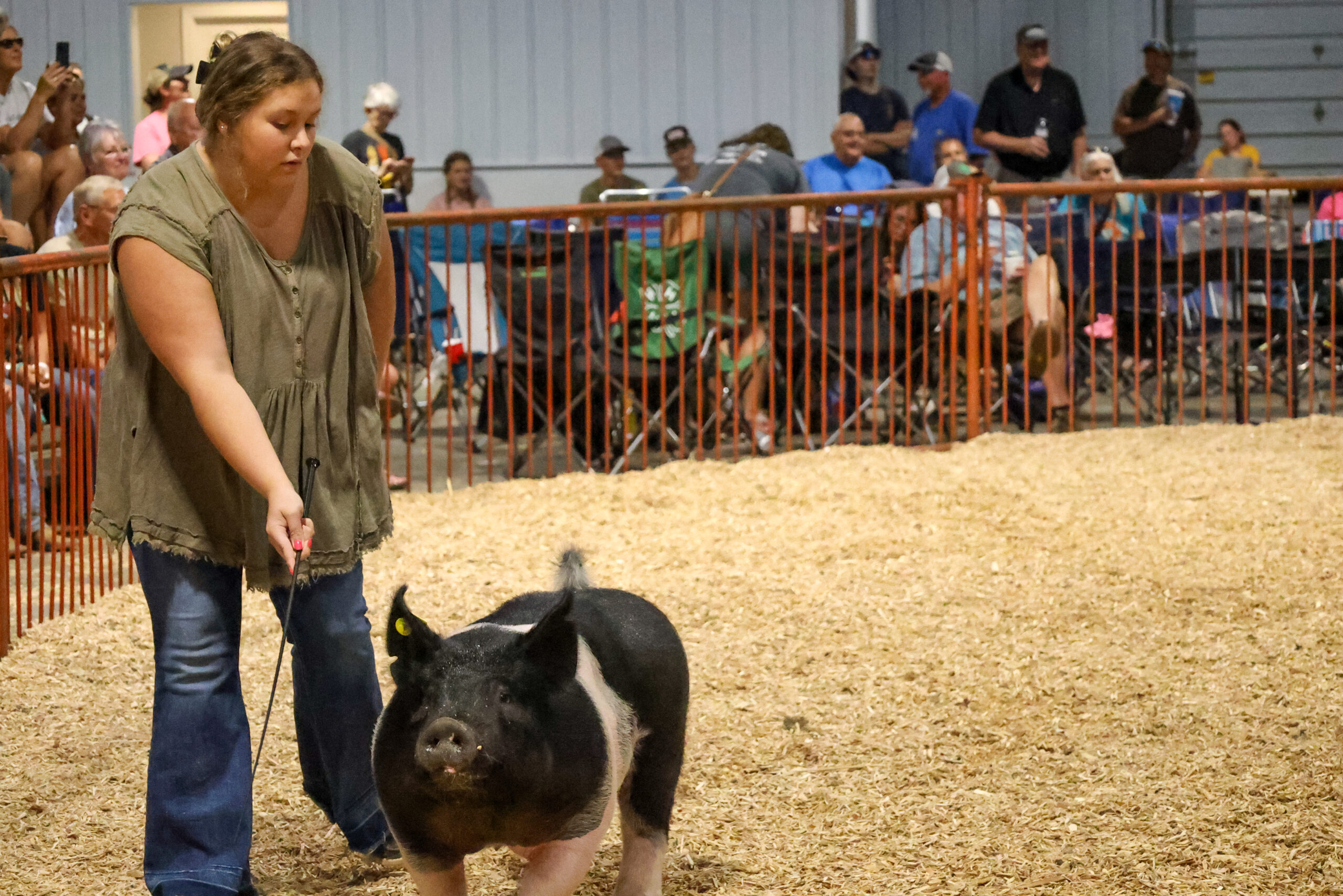 Old Timer's 4-H Swine Show