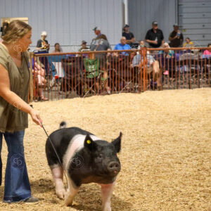 Old Timer's 4-H Swine Show