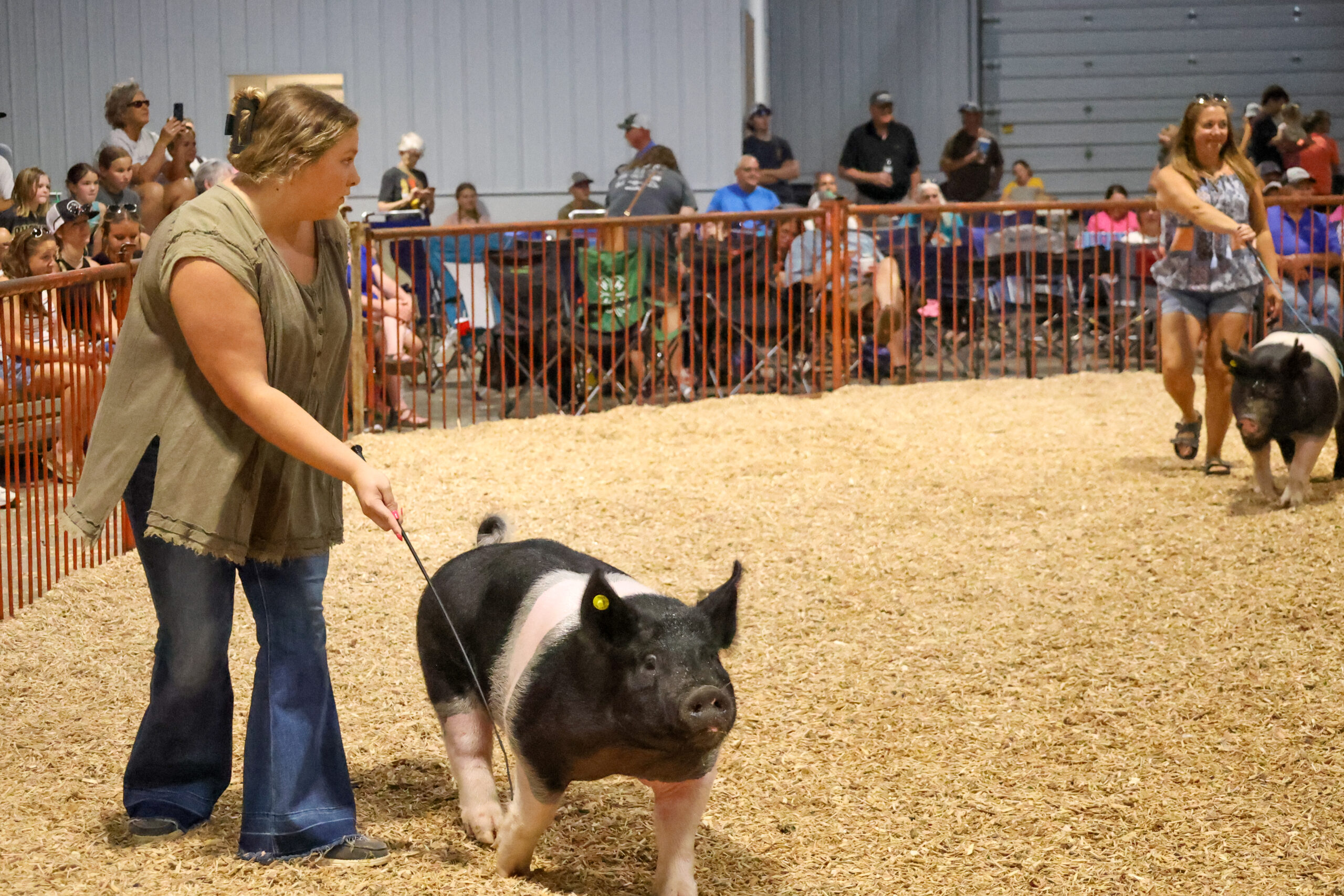 Old Timer's 4-H Swine Show