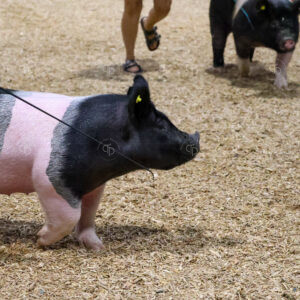 Old Timer's 4-H Swine Show