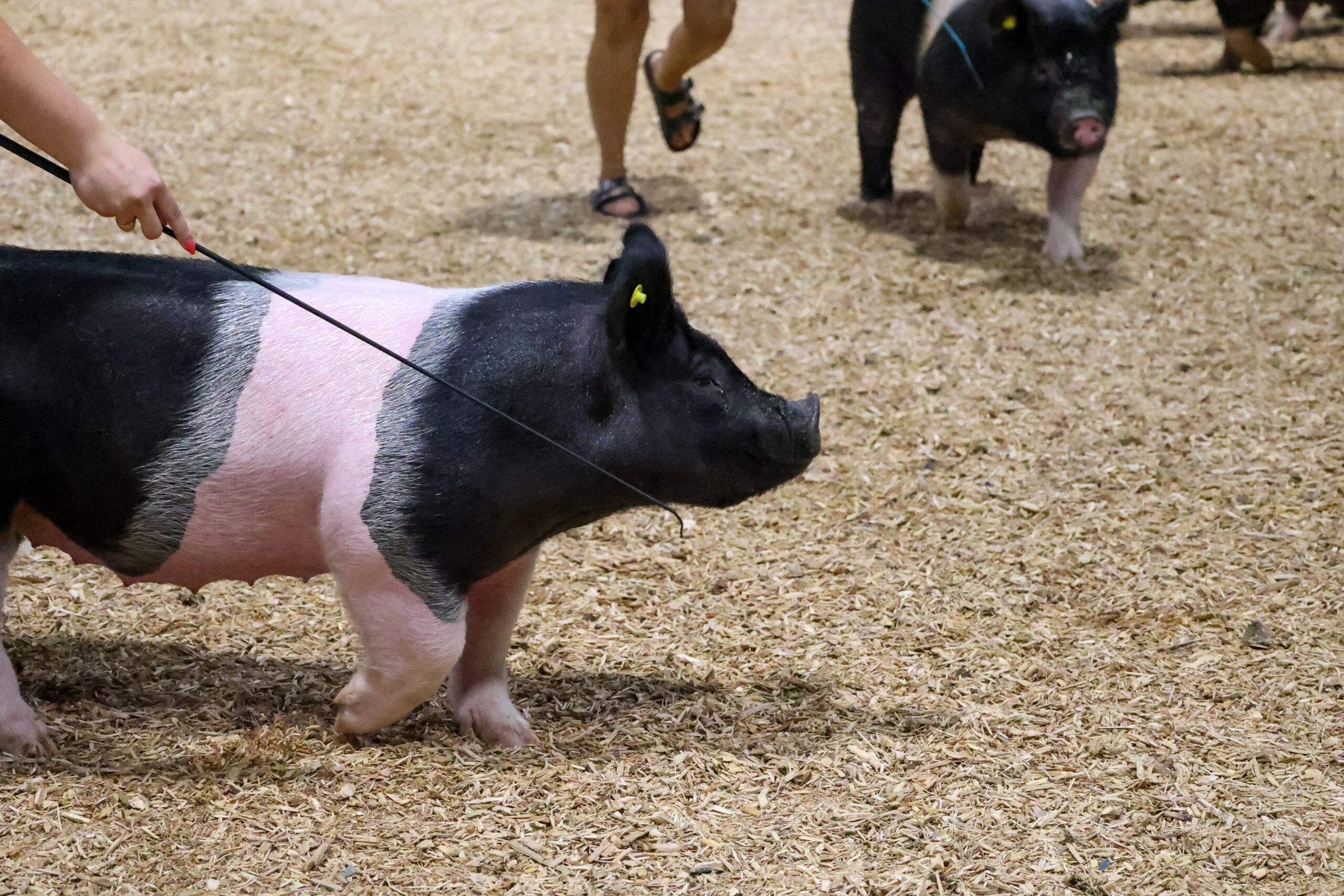 Old Timer's 4-H Swine Show