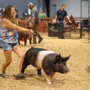 Old Timer's 4-H Swine Show