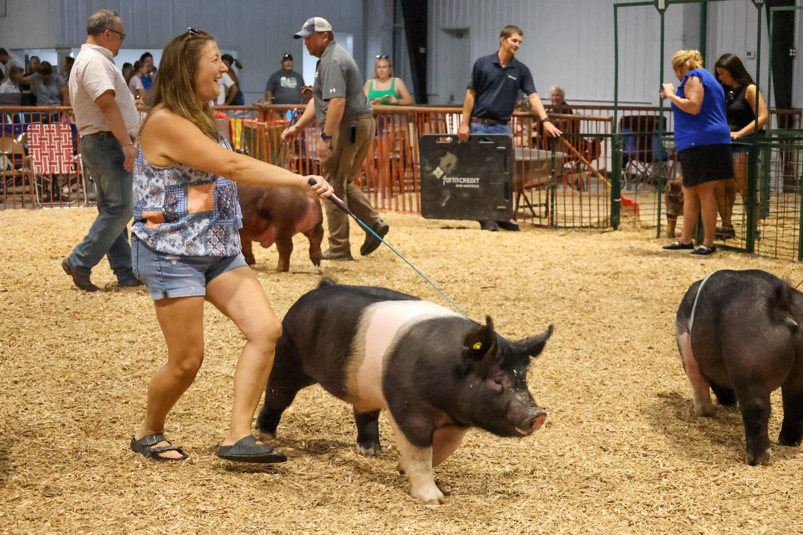 Old Timer's 4-H Swine Show