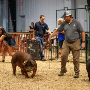 Old Timer's 4-H Swine Show