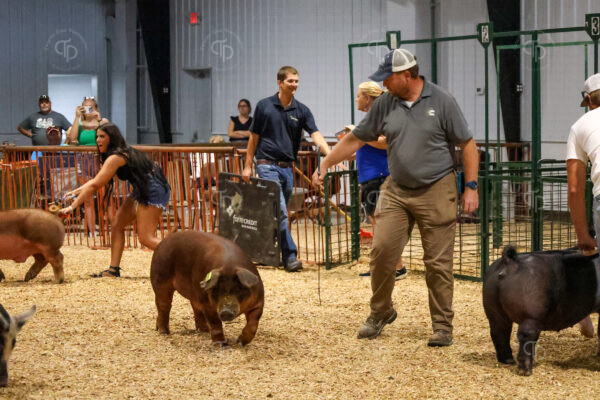 Old Timer's 4-H Swine Show