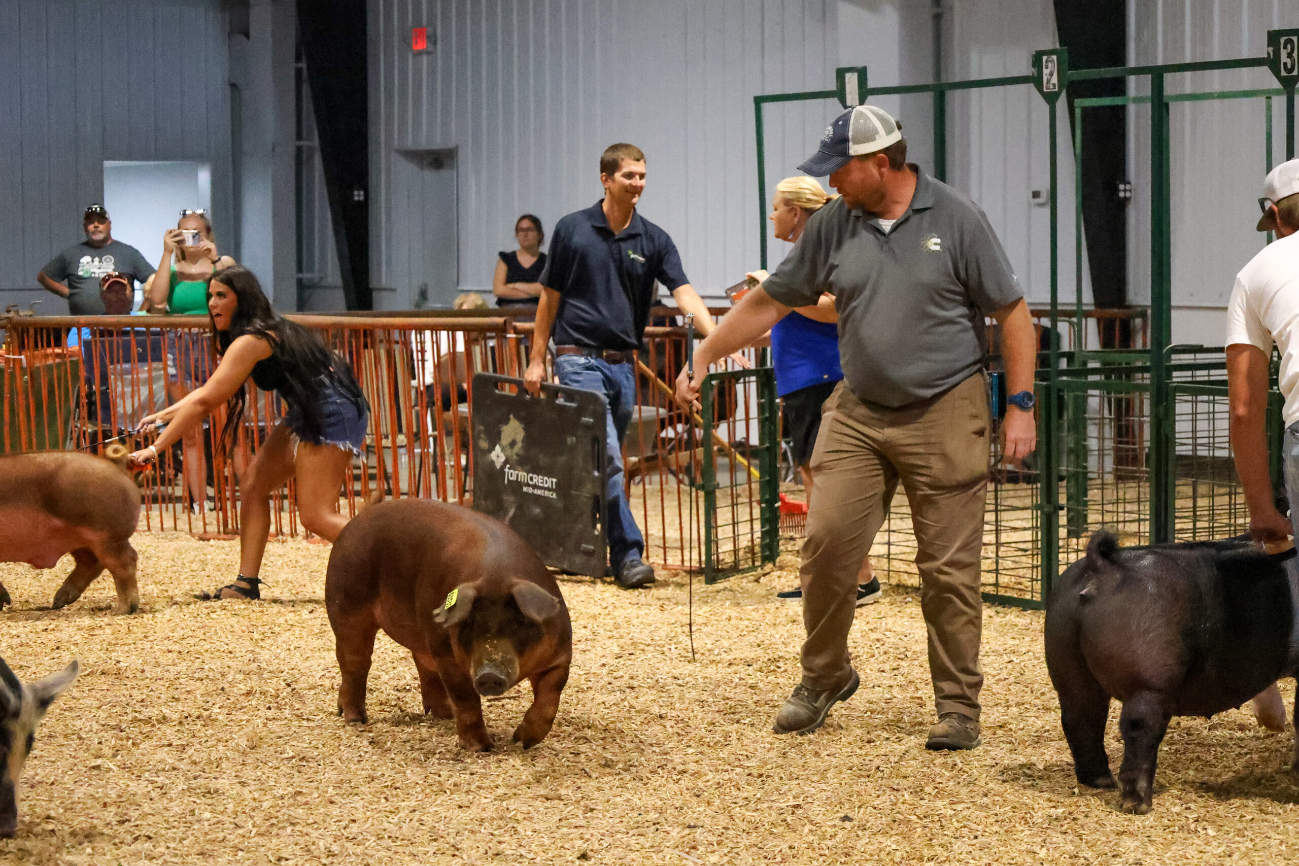 Old Timer's 4-H Swine Show