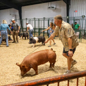 Old Timer's 4-H Swine Show