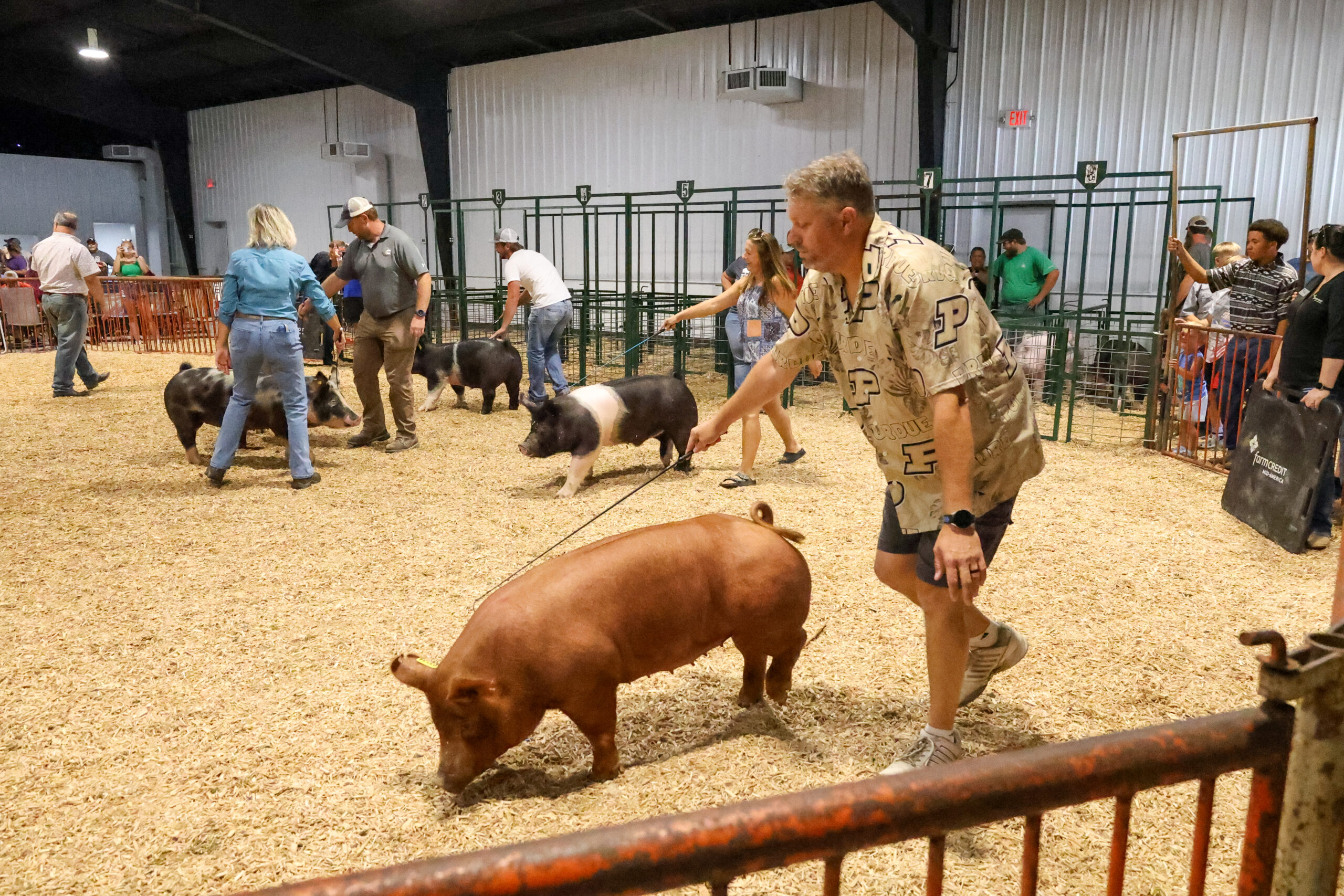 Old Timer's 4-H Swine Show