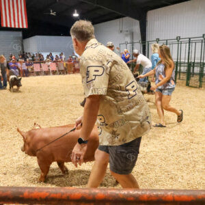 Old Timer's 4-H Swine Show