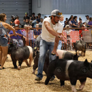 Old Timer's 4-H Swine Show