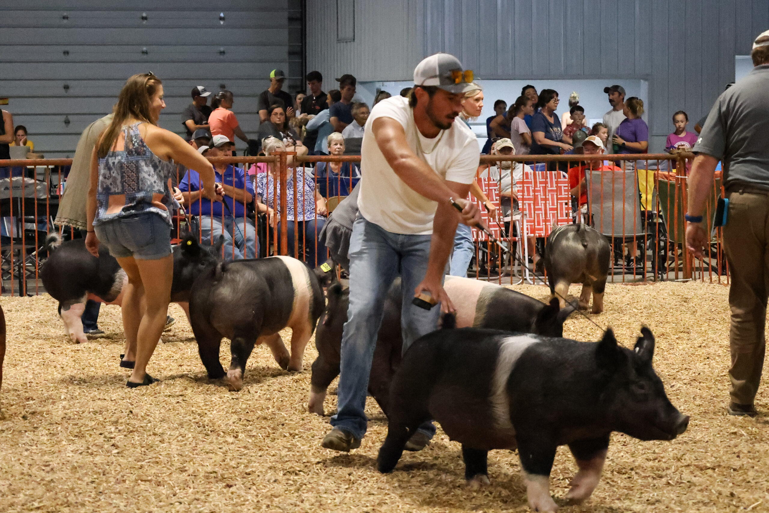Old Timer's 4-H Swine Show