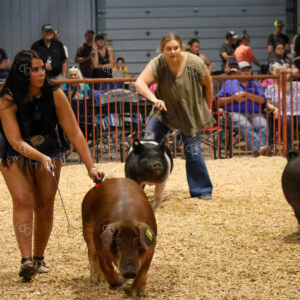 Old Timer's 4-H Swine Show