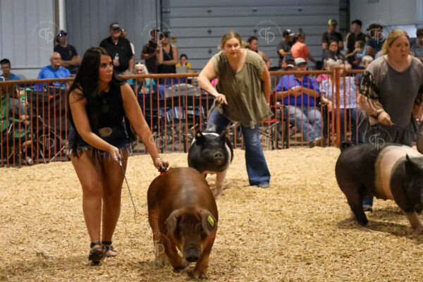 Old Timer's 4-H Swine Show