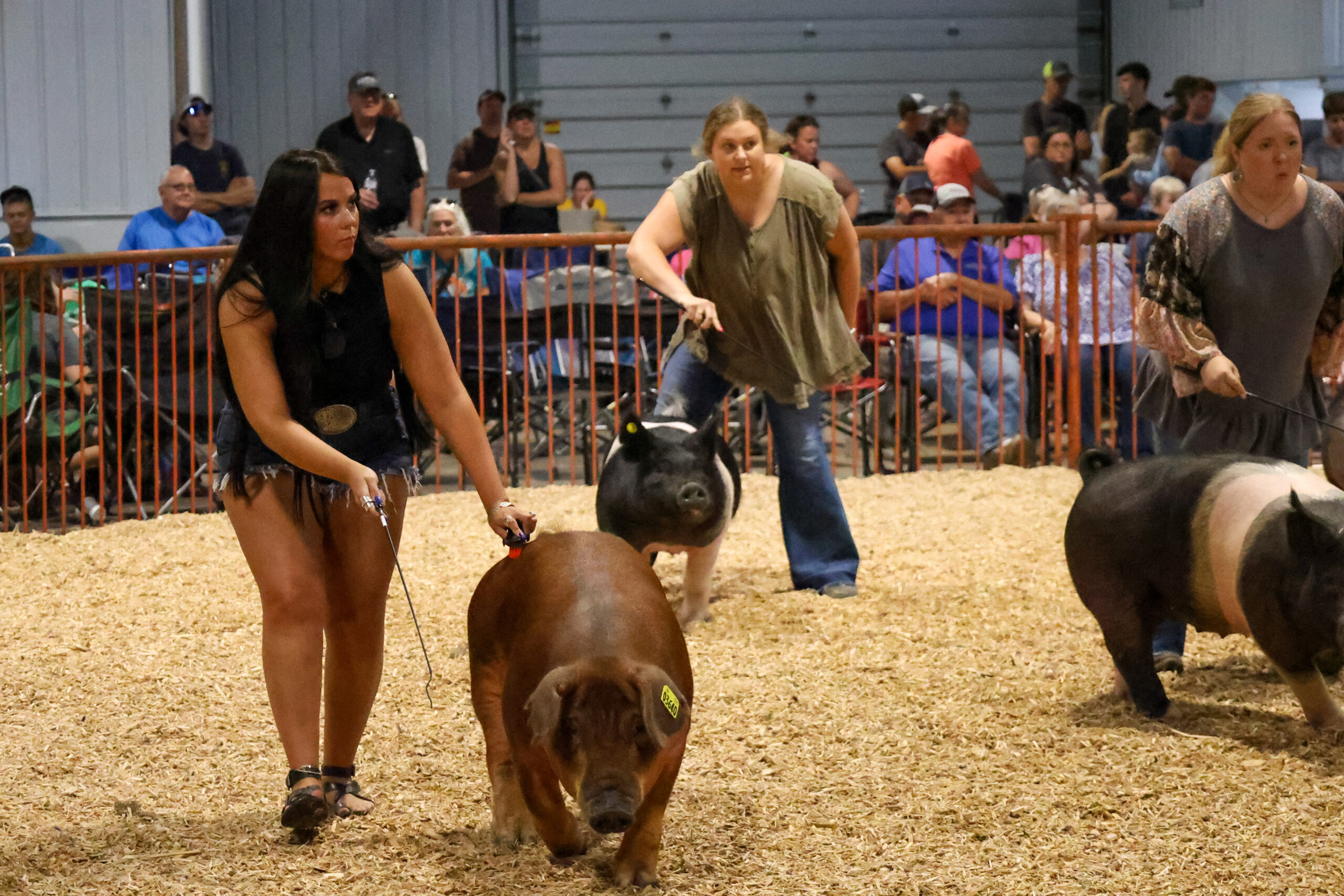 Old Timer's 4-H Swine Show