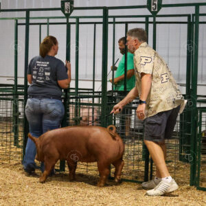 Old Timer's 4-H Swine Show