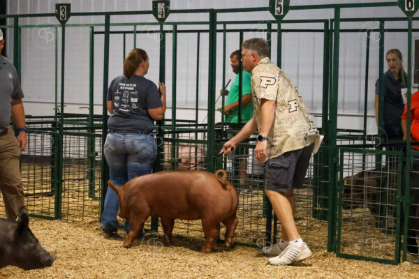 Old Timer's 4-H Swine Show