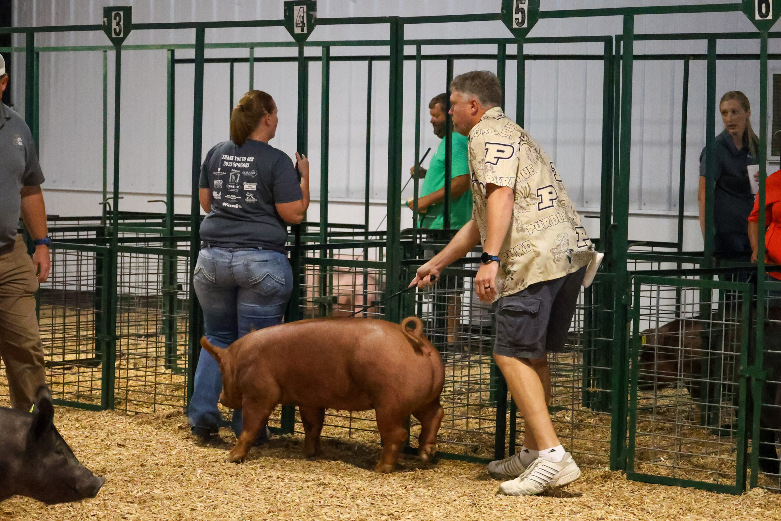 Old Timer's 4-H Swine Show