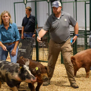 Old Timer's 4-H Swine Show