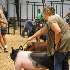 Old Timer's 4-H Swine Show