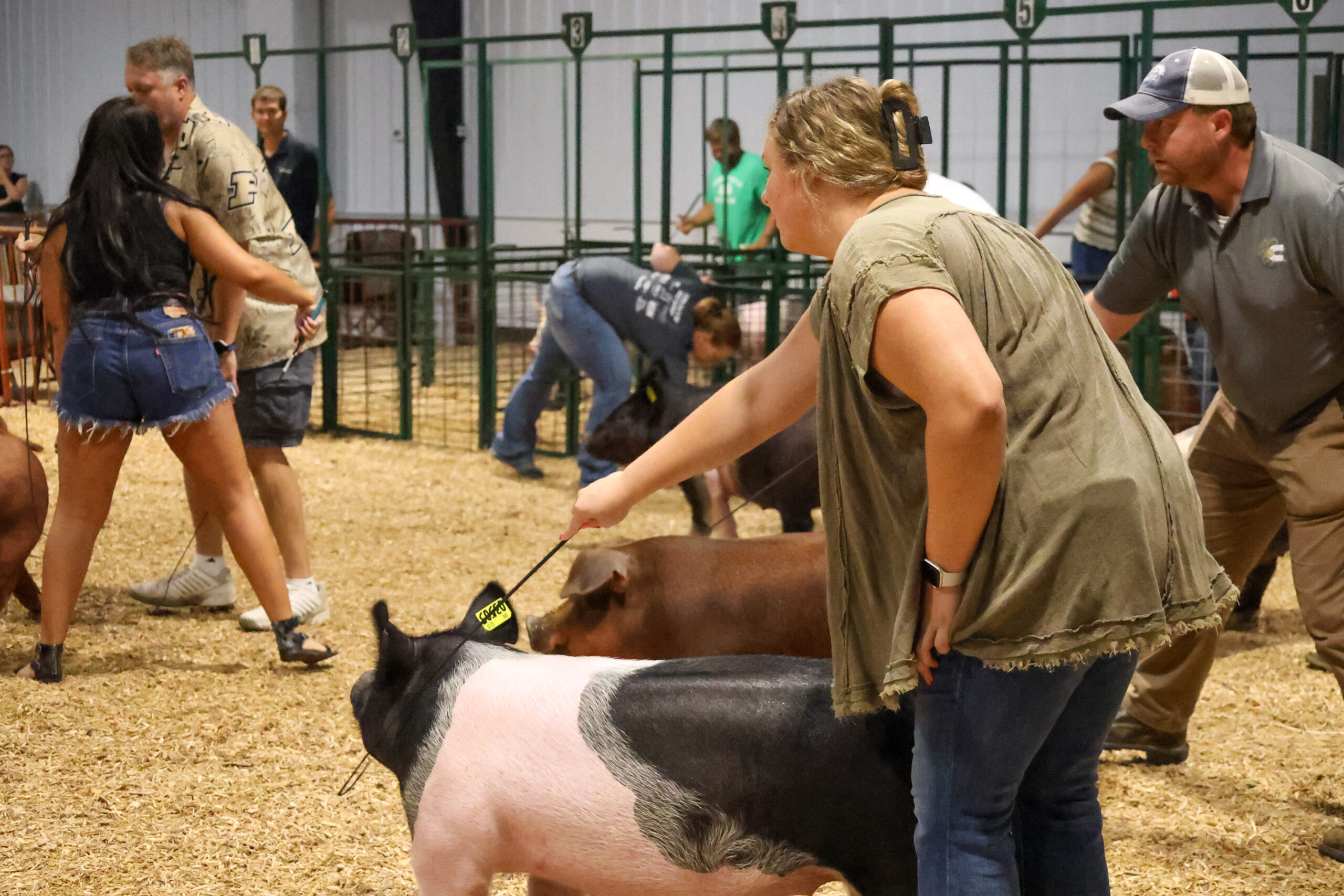 Old Timer's 4-H Swine Show
