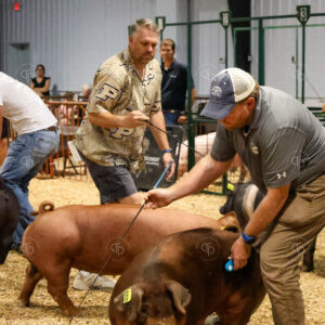 Old Timer's 4-H Swine Show