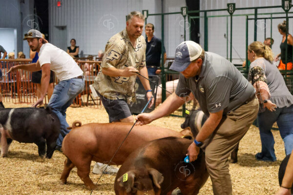 Old Timer's 4-H Swine Show